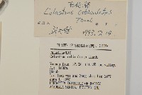 南蛇藤藏品圖，第3張