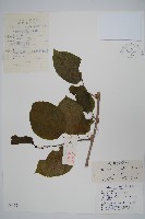 軟棗獼猴桃藏品圖，第1張