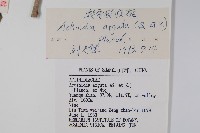 軟棗獼猴桃藏品圖，第2張