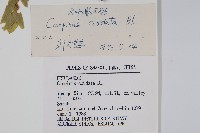 千金榆藏品圖，第2張