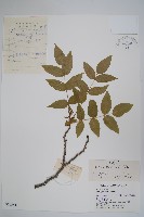倍子樹藏品圖，第1張