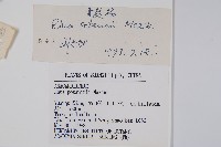 倍子樹藏品圖，第2張