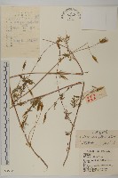 小花鬼針草藏品圖，第1張