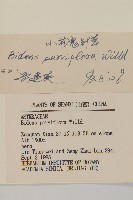 小花鬼針草藏品圖，第3張