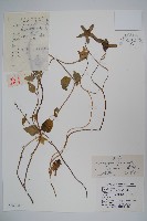 台參藏品圖，第1張