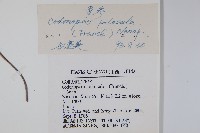 台參藏品圖，第2張