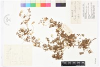 芹葉鐵線蓮藏品圖，第1張