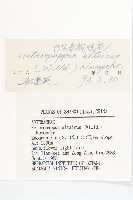 阿爾泰狗哇花藏品圖，第3張