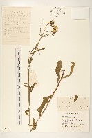 毛蓮菜藏品圖，第1張