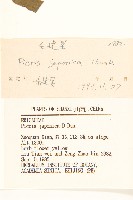 毛蓮菜藏品圖，第3張