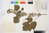 大葉鐵線蓮藏品圖，第1張