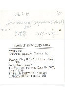 鳳毛菊藏品圖，第3張