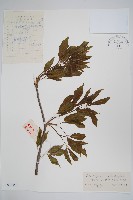 太白山五加藏品圖，第1張