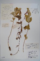 桔梗藏品圖，第1張