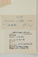 蒿子藏品圖，第3張