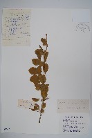 大葉小蘗藏品圖，第1張