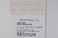 大葉小蘗藏品圖，第2張