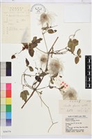 粉綠鐵線蓮藏品圖，第1張