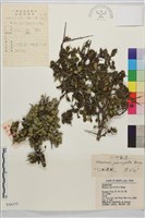 小葉鼠李藏品圖，第1張