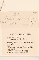 狹苞橐吾藏品圖，第3張