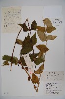 蔥皮忍冬藏品圖，第1張