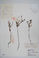 勿忘草狀鶴蝨藏品圖，第1張