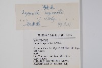 勿忘草狀鶴蝨藏品圖，第2張