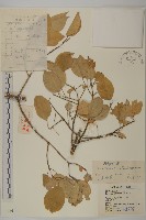 栓翅衛矛藏品圖，第1張