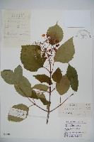 樺葉莢迷、玉山莢迷藏品圖，第1張