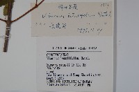 樺葉莢迷、玉山莢迷藏品圖，第2張