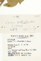 沙棶藏品圖，第3張