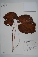 溪頭秋海棠藏品圖，第1張