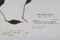 臺灣馬藍藏品圖，第2張