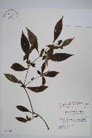 臺灣馬藍藏品圖，第1張