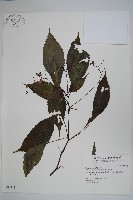 棣慕華鳳仙花藏品圖，第1張