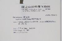 棣慕華鳳仙花藏品圖，第2張