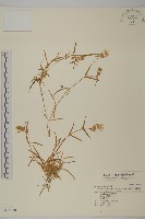 玉山蠅子草藏品圖，第1張