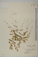 高山卷耳藏品圖，第1張
