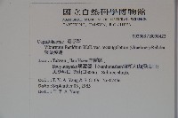 狹葉莢迷藏品圖，第2張