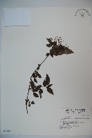 狹葉莢迷藏品圖，第1張