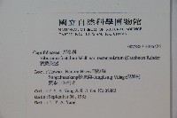 狹葉莢迷藏品圖，第2張