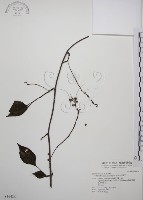 阿里山五味子藏品圖，第1張