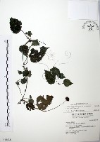 長梗盤花麻藏品圖，第1張