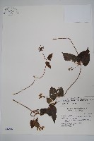 薄葉牛皮消藏品圖，第1張