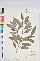 狹葉櫟藏品圖，第1張