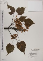 臺灣紅榨槭藏品圖，第1張