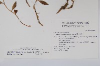 玉山沙參藏品圖，第2張