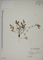 伊澤山龍膽藏品圖，第1張