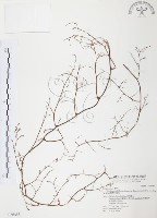 臺灣何首烏藏品圖，第1張