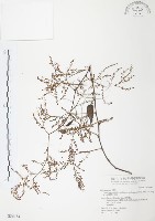 臺灣何首烏藏品圖，第1張